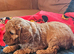 Very playful cavapoo puppies for sale