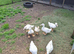 Cherryvalley ducklingsI
