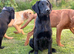 Lovely litter of Labradors