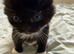 1 fluffy black boy kitten 16 weeks old ready to leave
