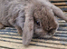 Lovely minilop female bunny