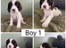 Cocker Spaniel Puppies for sale