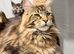 TICA registration Maine coon kittens Ready Now