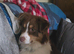 Australian shepard bitch
