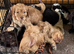Working cocker puppies