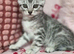 Bengal x Mainecoone boys