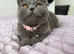 Beautiful British short hair female