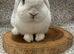 2 female mini lops