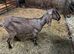 Registered Anglonubian Nannie goat