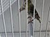 BEAUTIFUL PAIR SISKIN MUTATION COLOUR