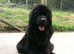 Full pedigree Newfoundland puppies