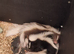 Skunk kit female very tame