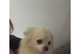 Stunning pet boy available