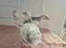Light sussex batams pullets
