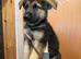 Ready now Stunning kc reg German shepherd pups