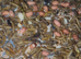 Wanted Unwanted Birds & Parrots &ndash; We Care & Rehome&rdquo;