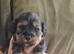 Poodle cavapoo/poodle