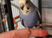 Baby Budgies - ready to leave now