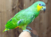 Amazon parrot