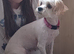 Female Cavachon