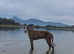 Male lurcher NI