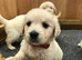 Golden retriever puppy’s