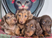 Miniature dachshund puppy