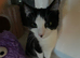 1 year girl bobtail
