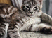 Adorable maincoon kitten
