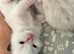Beautiful Ragdoll type girl HCM and PKD clear