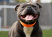 Kc Reg Blue Staffordshire Bull Terrier Puppies