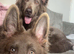 Male Isabella shep puppy
