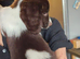 Beautiful F1 Sprocker Puppies