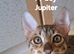 Savannah Tica SBTF7  Jupiter Huge boy