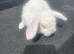 Mini plush lop