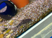 Peppered Corydora (Hoplisoma paleatum)