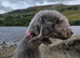 2 year old bedlington terrier