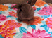 3 mini lop buck ready to reserve at 5 weeks old