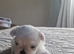 Little tiny Maltese