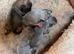 New Born Chihuahuas