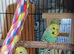 Bonded pair of budgies