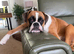 Boxer puppy