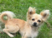 Papillon cross chihuahua