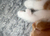 Male ginger tabby Kitten