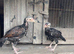 Aseel / Asil mianwali pure imported birds