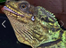 Sailfin Dragon