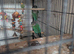 Pair of conures