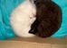Gorgeous white and chocolate colourpoint male with icy blue eyes