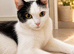 Gorgeous Blue & White British Shorthair Cross Siblings