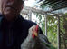 Lovely Young Cock Chicken